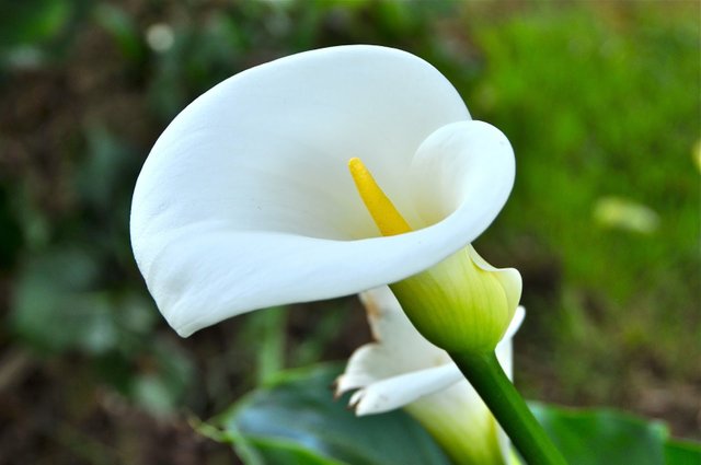 The most elegant flower in the world :Calla lily || La flor más elegante  del mundo: lirio de cala — Steemit