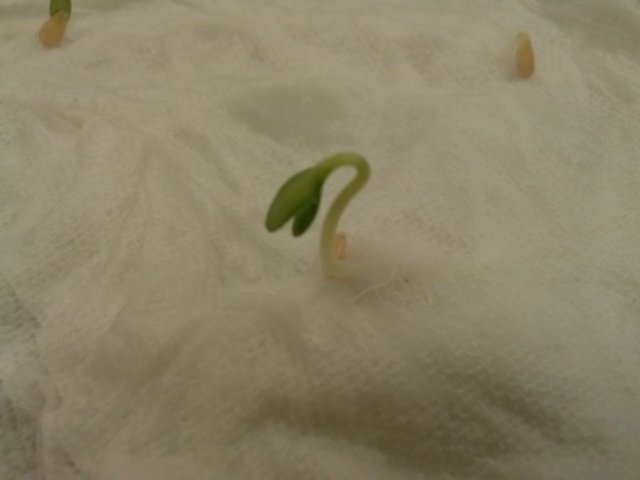 sprout2