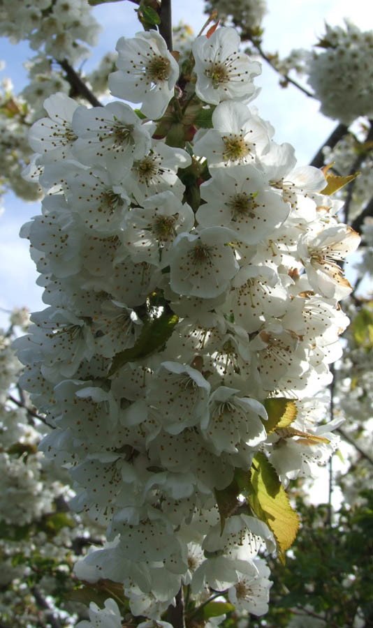 Blossoms