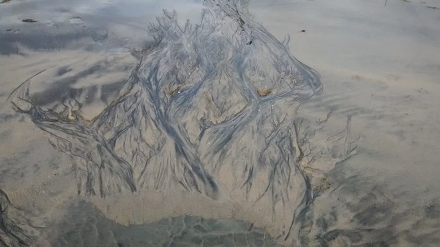 Twisting, Branching Sand Patterns on the Beach-4