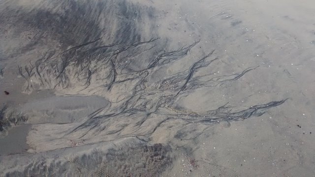 Roots? Flames? Sand Patterns on the Beach-5