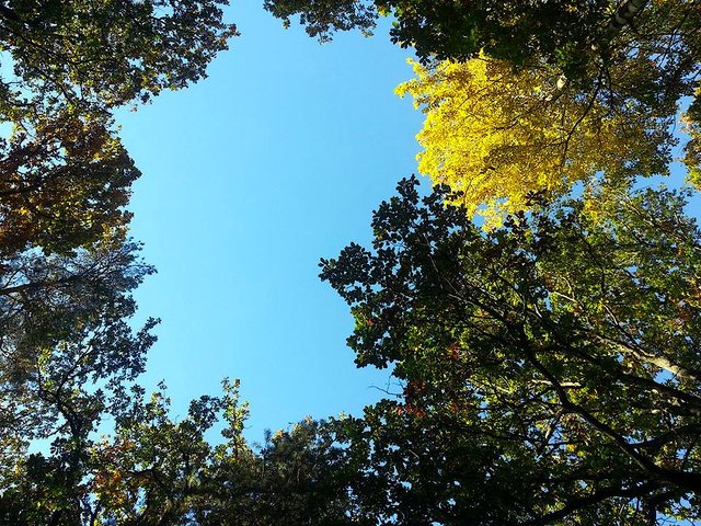 Trees & Sky