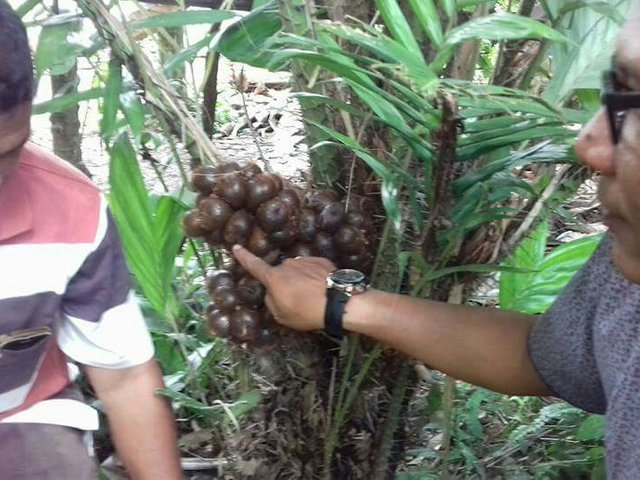 Snakefruit Into Fuel Processing Of Fruits Into Bioethanol Steemit