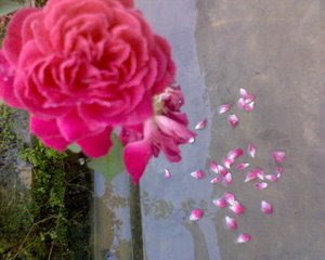 About The Roses Arti Tentang Bunga Mawar Steemit