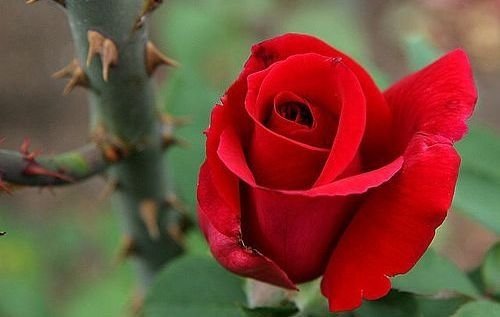 About The Roses Arti Tentang Bunga Mawar Steemit