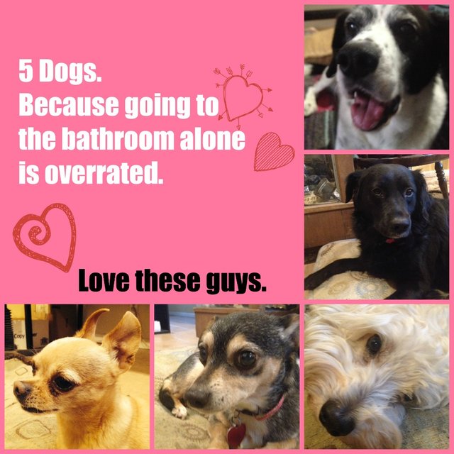 Woody, Belle, Max, Maddy, Teko