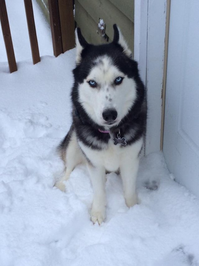 Tundra, the $6K Husky