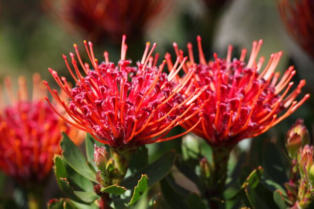 Protea