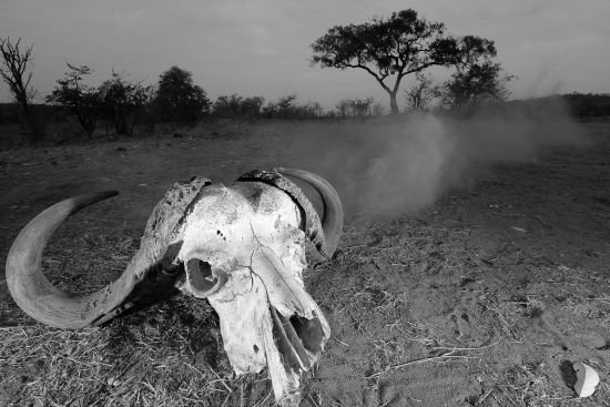 buffalo skull