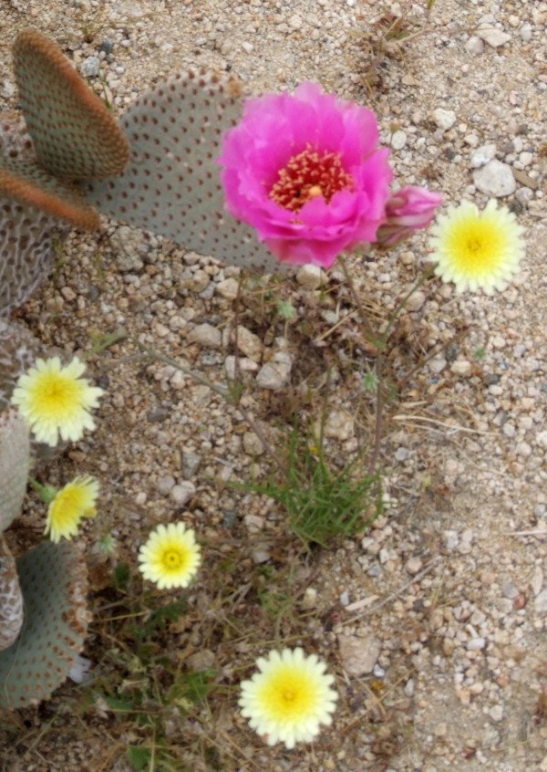 DesertFlower