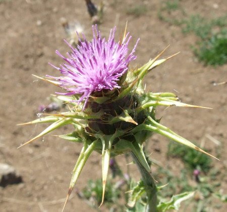 Thistle