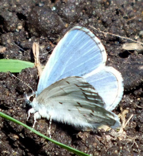 BlueButterfly