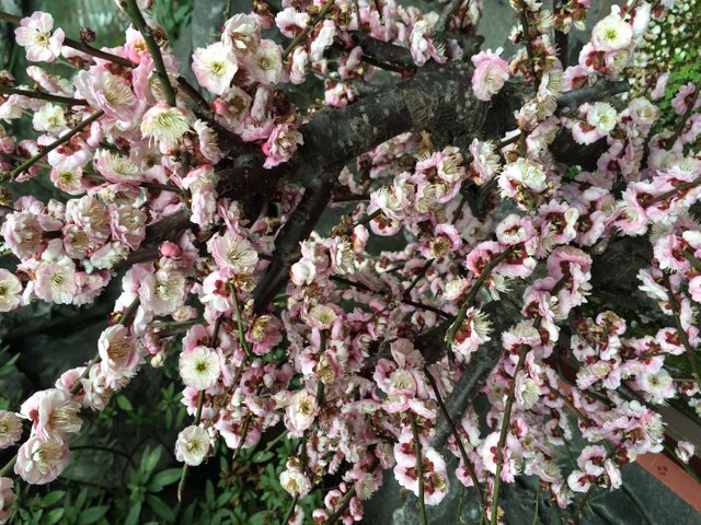 Very beautiful plant in China