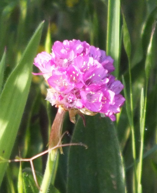 PurpleFLower