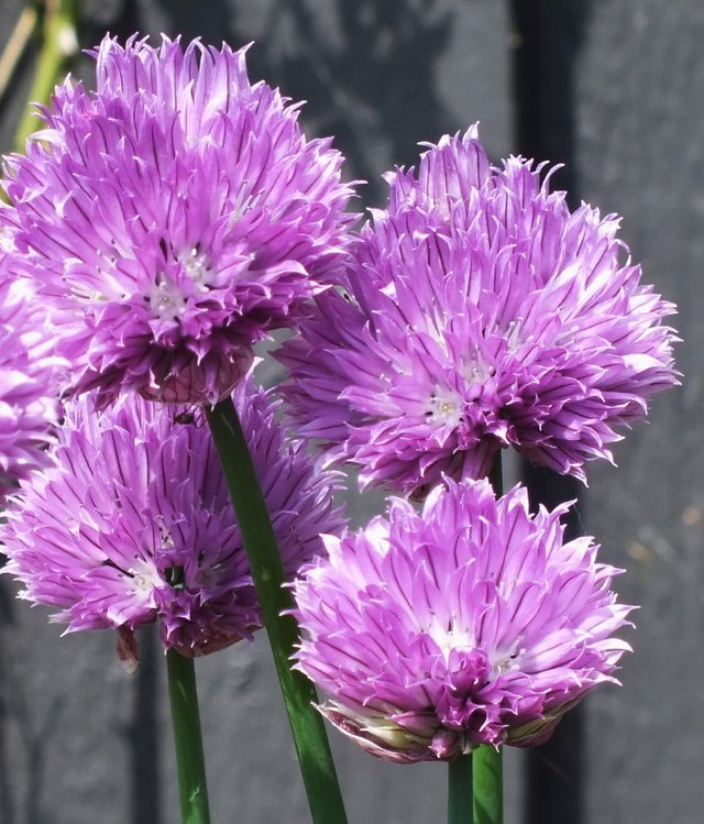 Chives