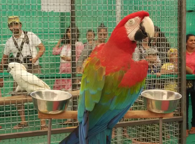 Buy Macaw Parrot In Mumbai