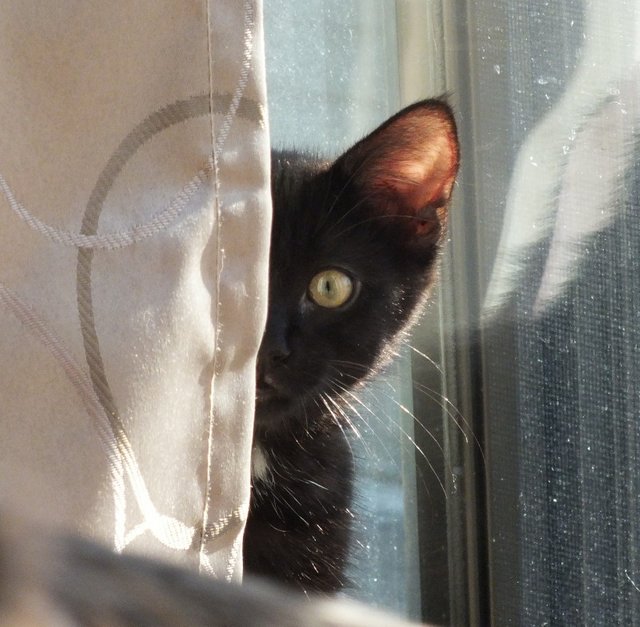 Kitten