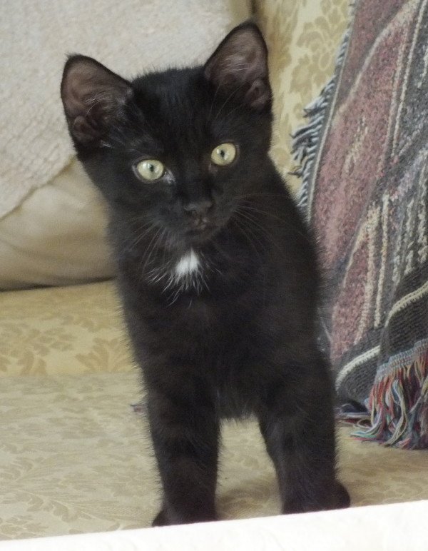 Kitten