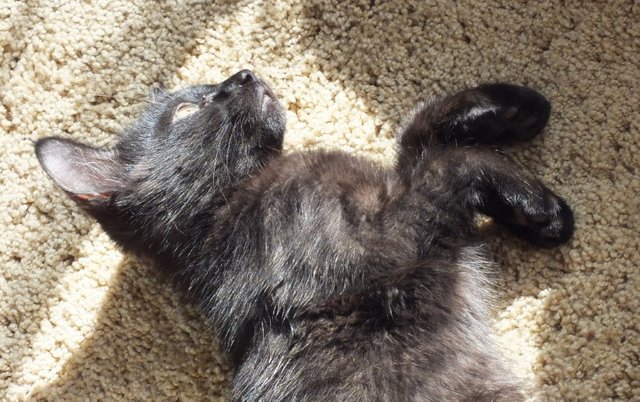 Kitten