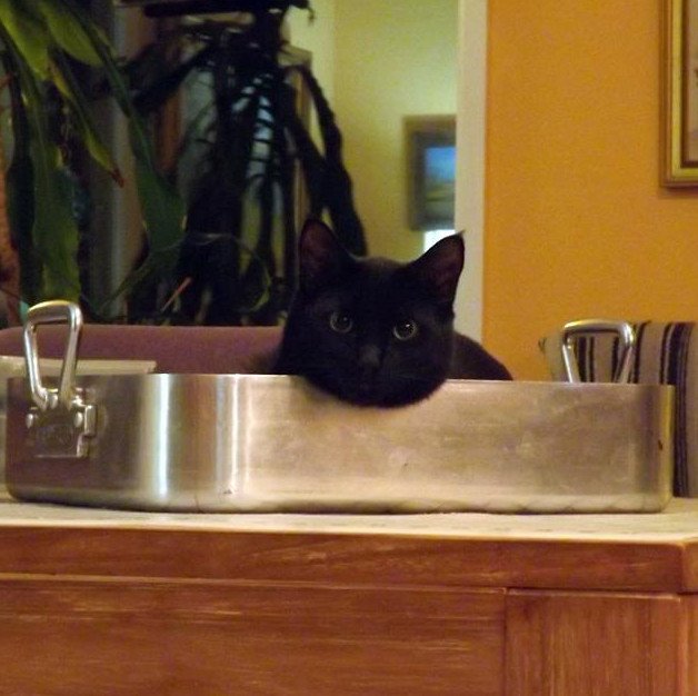 Kitten