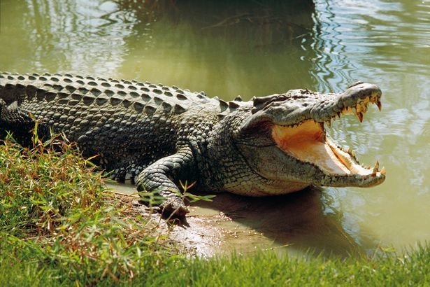 Becoming a True Man Then Body Skin Must Be Like Crocodile — Steemit