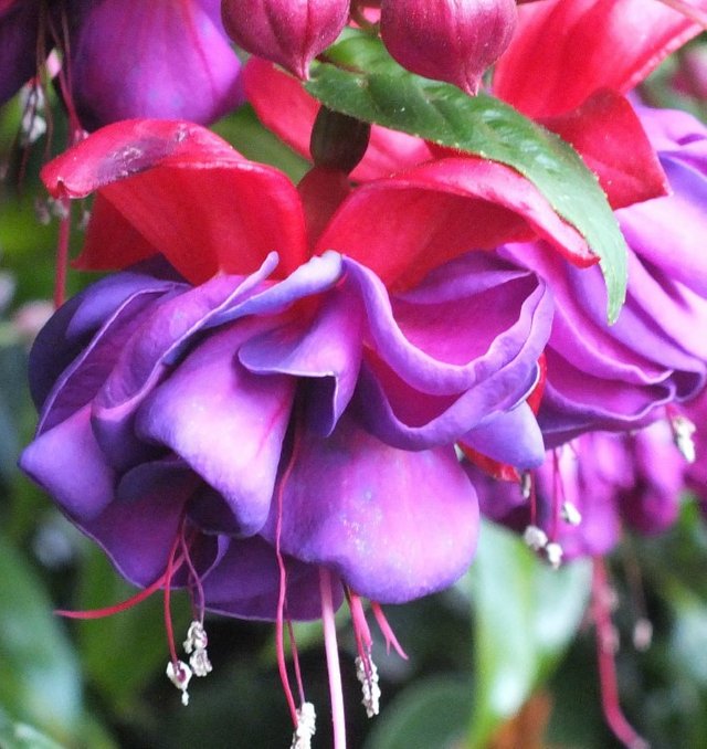 Fuchsia