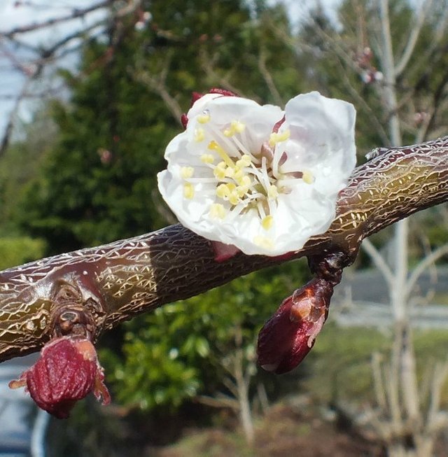 AppleBlossom