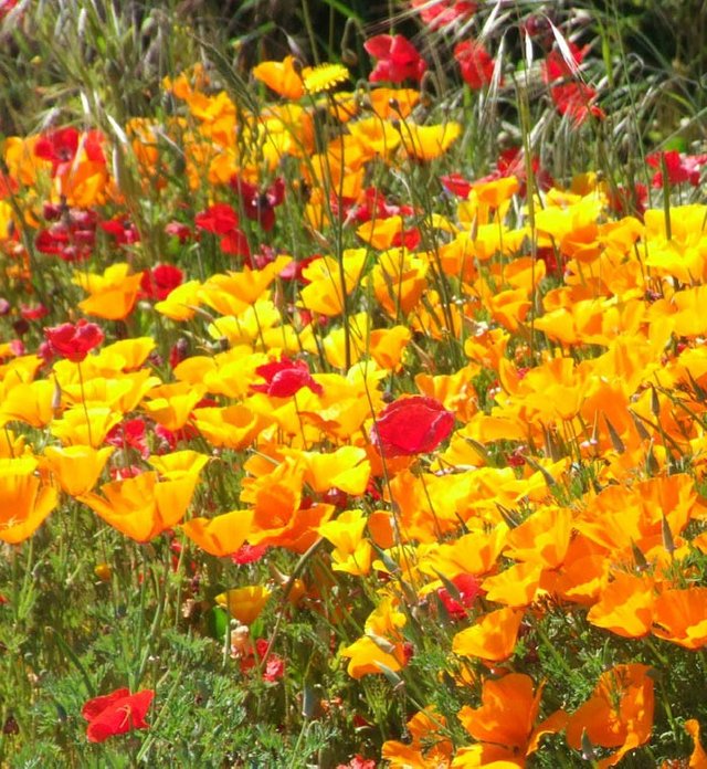 Poppies