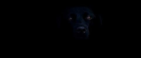 what does a dog see at night