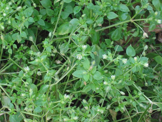 common chickweed seed