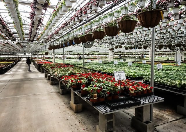 Look Inside The 12 Acre Heated Greenhouses Of Gasko Look Inside The 12 Acre Heated Greenhouses Of Gasko
