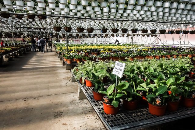 Look Inside The 12 Acre Heated Greenhouses Of Gasko Look Inside The 12 Acre Heated Greenhouses Of Gasko
