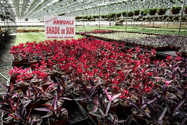 Look Inside The 12 Acre Heated Greenhouses Of Gasko Look Inside The 12 Acre Heated Greenhouses Of Gasko