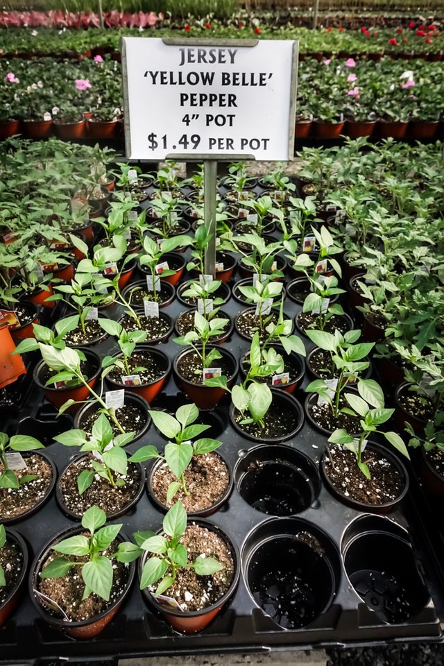 Look Inside The 12 Acre Heated Greenhouses Of Gasko Family Heated Greenhouses Of The Gasko Family