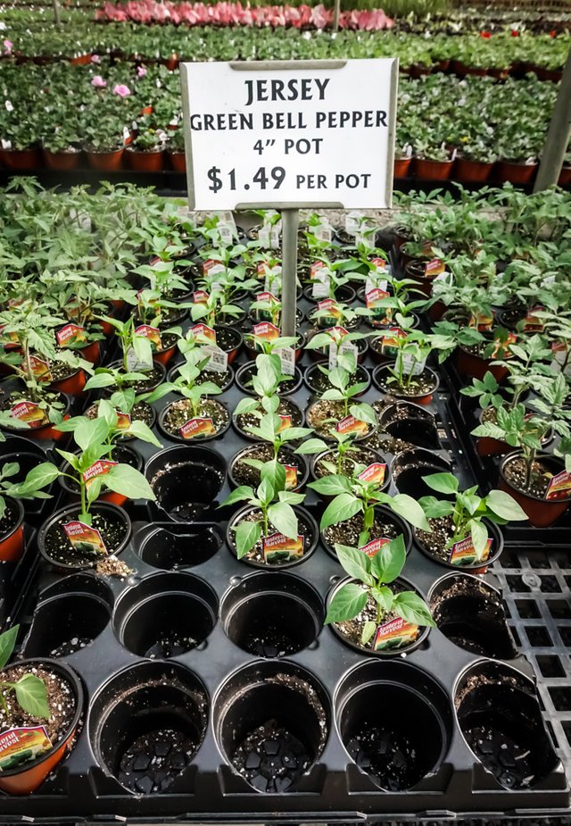 Look Inside The 12 Acre Heated Greenhouses Of Gasko Family Heated Greenhouses Of The Gasko Family