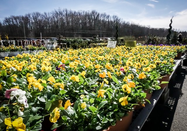 Look Inside The 12 Acre Heated Greenhouses Of Gasko Family Heated Greenhouses Of The Gasko Family