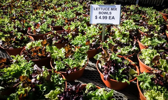 Look Inside The 12 Acre Heated Greenhouses Of Gasko Family Heated Greenhouses Of The Gasko Family