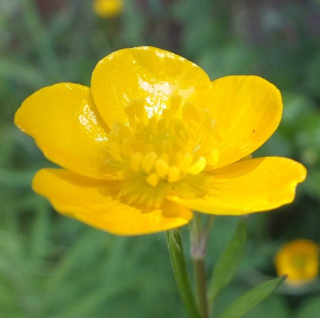 Buttercup