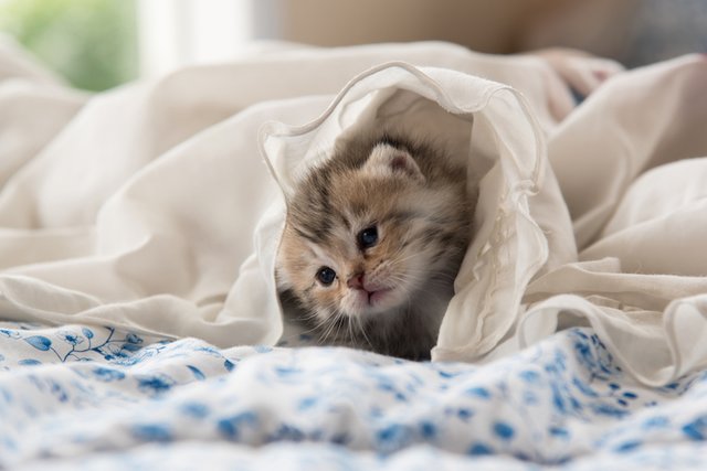 Kitten in Sheets