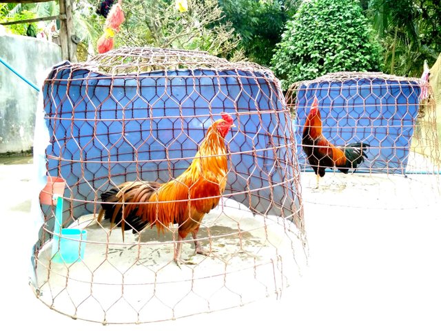 Roosters