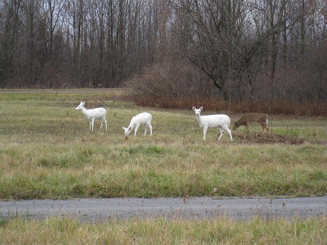 Seneca Army Depot white deer