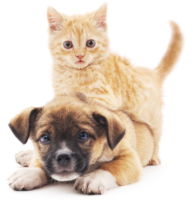 Kitten and Puppy