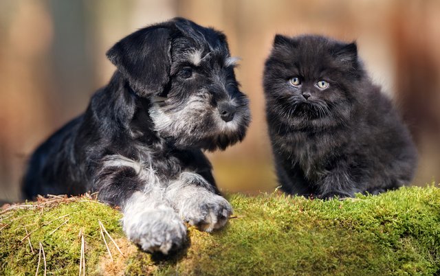 Kitten and Puppy