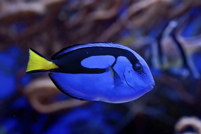 Blue tang, facts and photos