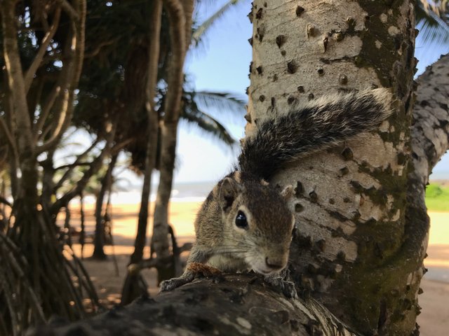 Chipmunk