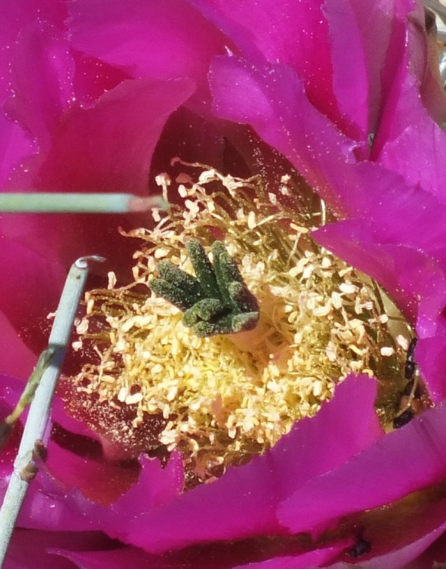CactusBloom
