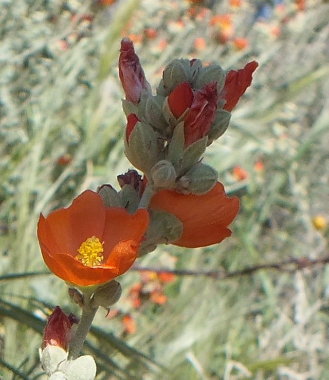 RedFlower