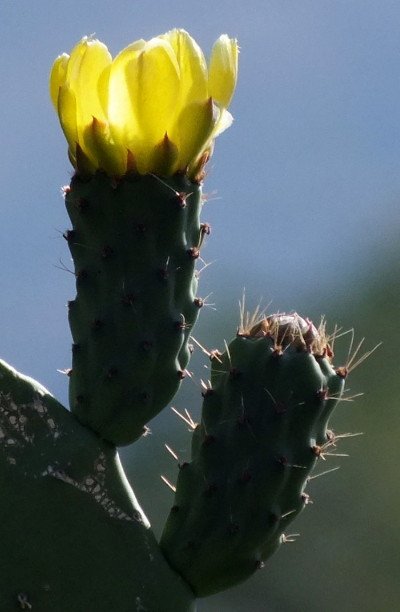 Cactus