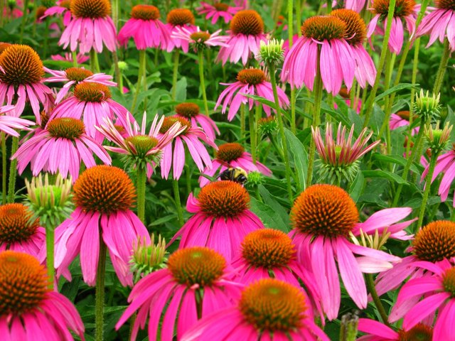 purple coneflower