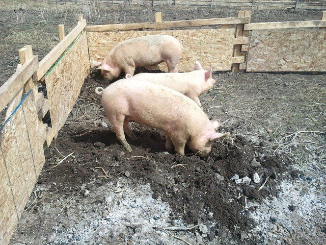 Tilling The Garden With Pigs Steemit